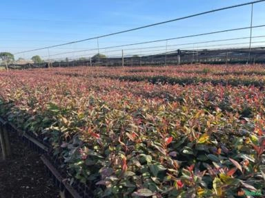 Imagem Mudas de café e eucalipto clonal. Imagem Mudas de café e eucalipto clonal.