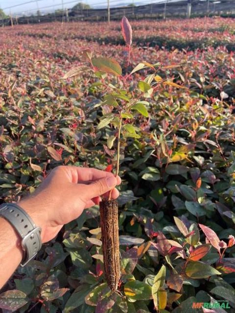 Imagem Mudas de café e eucalipto clonal. Imagem Mudas de café e eucalipto clonal.