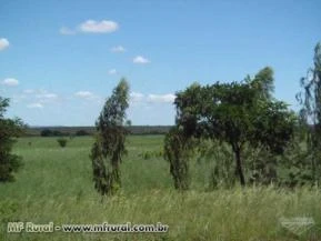 Fazenda no Sul Do Piauí - Excelente para plantio