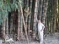 Mudas de Bambu D.C. ASPER e D.C. STRICTUS