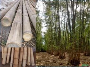 Váras de Bambu