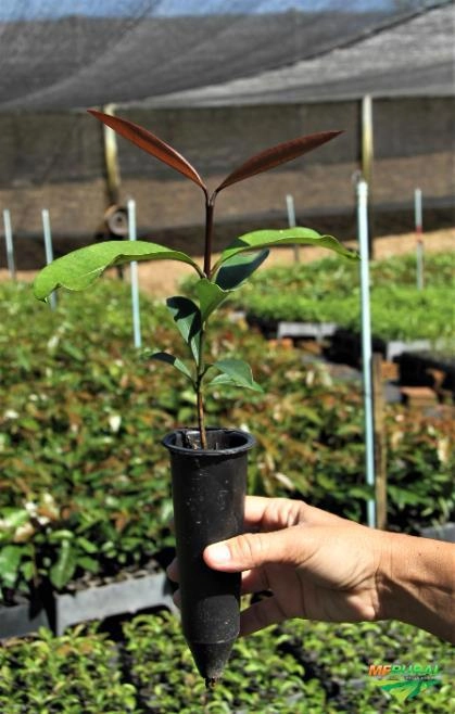 Bacupari Imagem Bacupari