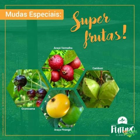 Kit com 1000 Mudas de Frutas Nativas da Mata Atlântica Imagem Kit com 1000 Mudas de Frutas Nativas da Mata Atlântica