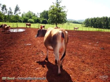 Venda permanente de novilhas jersey e vacas jersey registradas