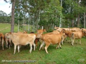 Venda permanente de novilhas jersey e vacas jersey registradas