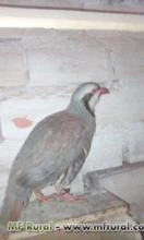 Perdiz Chukar