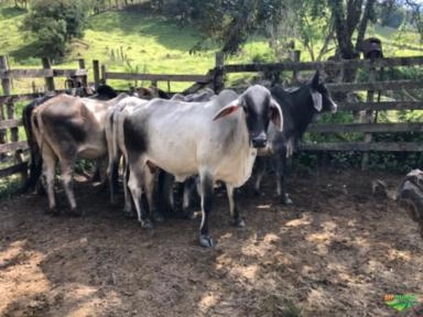 Vaca Guzerá registrada Imagem Vaca Guzerá registrada