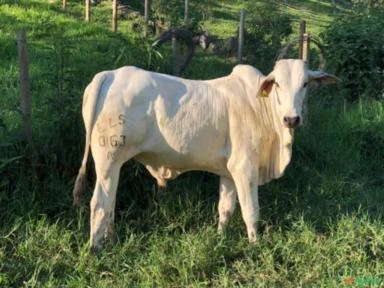 Touro Brahman