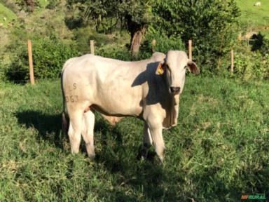 Touro Brahman