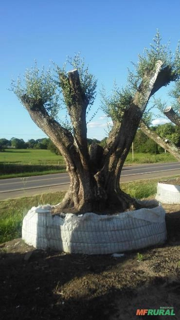 Imagem Oliveiras Hibrida e Centenárias Imagem Oliveiras Hibrida e Centenárias