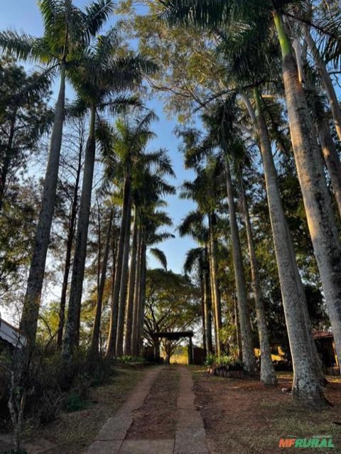 Palmeira Imperial com 34 anos Imagem Palmeira Imperial com 34 anos