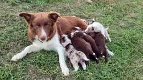 Filhote de Border Collie com Pedigree CBKC