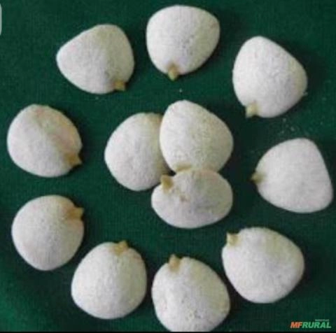 Semente noz da índia com casca Imagem Semente noz da índia com casca