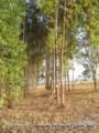 Sitio de 50 hec no municipio de Luziânia / COOPA-DF com eucalipto