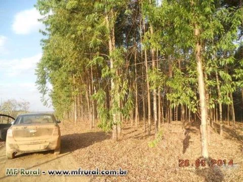 Sitio de 50 hec no municipio de Luziânia / COOPA-DF com eucalipto