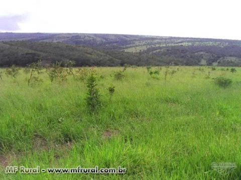 Sitio de 50 hec no municipio de Luziânia / COOPA-DF com eucalipto