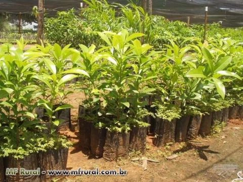 Mudas de manga enxertadas - 8 variedades Imagem Mudas de manga enxertadas - 8 variedades