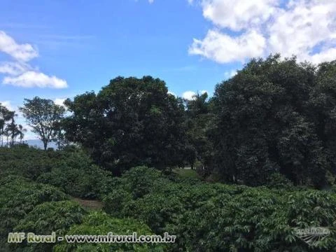 LINDO SITIO COM 40 MIL PÉS DE CAFÉ