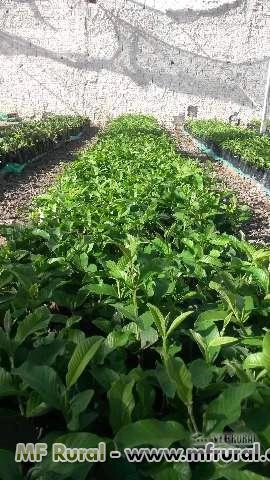 MUDAS GOIABA - Propagadas por Estaquia Herbácea  em substrato.