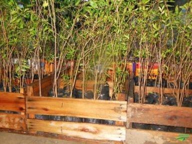 Imagem ROMÃ Imagem ROMÃ