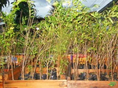 Imagem ROMÃ Imagem ROMÃ