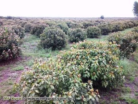 Vendo Fazenda em Rondônia