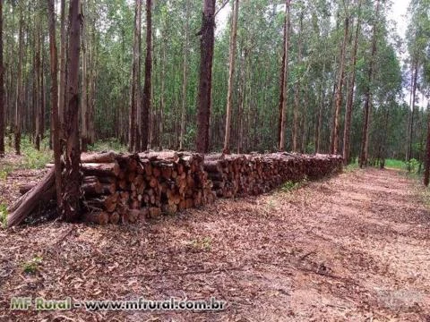 Eucalipto cortado em toras de 1m (60 m3) - próximo a São José do Almeida e Baldim/MG