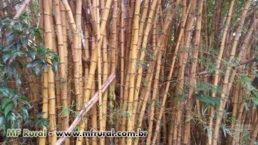 Bambu Imperial