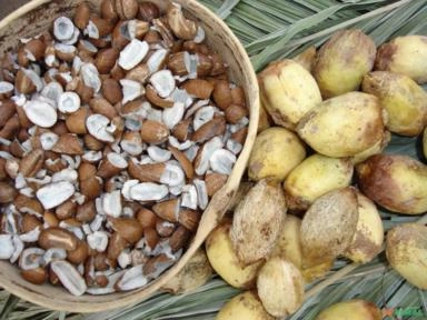 compro castanhas do coco da gueroba Imagem compro castanhas do coco da gueroba