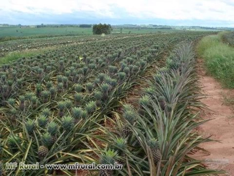 abacaxi no atacado Imagem abacaxi no atacado