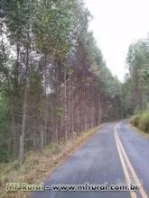 Fazenda de Eucalipto Carvão e Gado