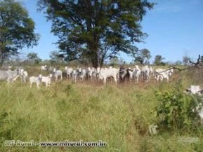 FAZENDA DE GADO FORMADA EM PASTO PROX. A PIRAPORA - MG