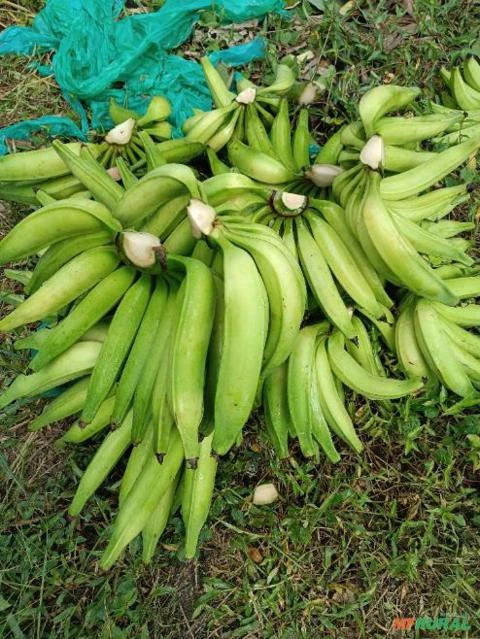 Banana terra e banana maçã