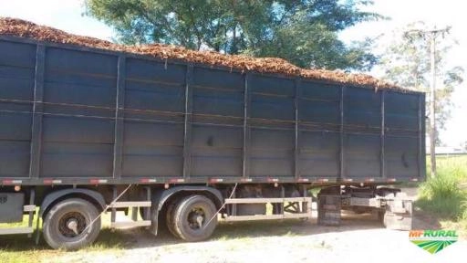 Imagem CASCA DE PINUS Imagem CASCA DE PINUS