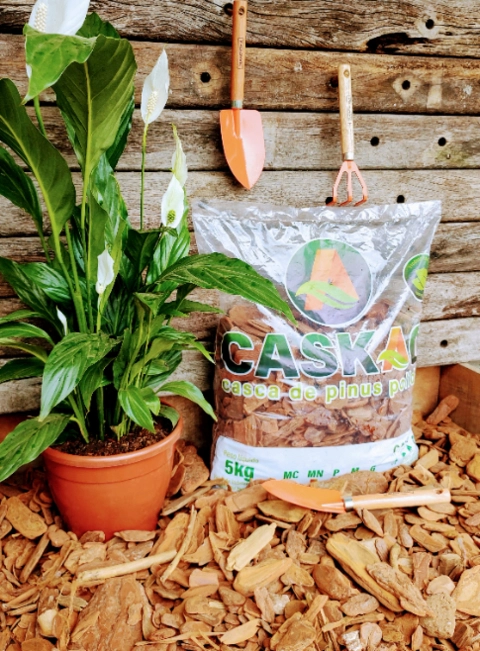 Imagem CASCA DE PINUS Imagem CASCA DE PINUS