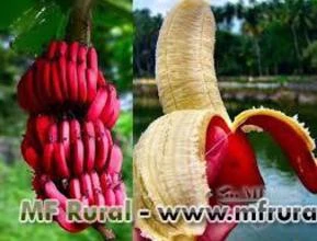 Muda de banana roxa (banana São Tomé)