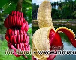 Muda de banana roxa (banana São Tomé)