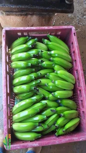 Compra e venda de banana