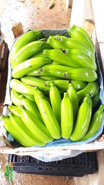 Compra e venda de banana Imagem Compra e venda de banana