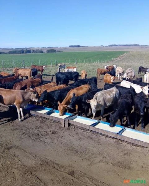 Equipamento de Destilação de Etanol de Cereais para 2.400 L/dia.