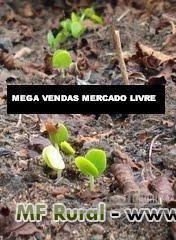 sementes de sansao do campo em brasilia