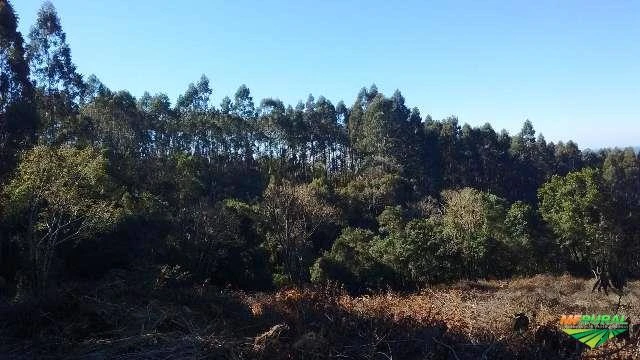 Terreno Rural para Reflorestamento
