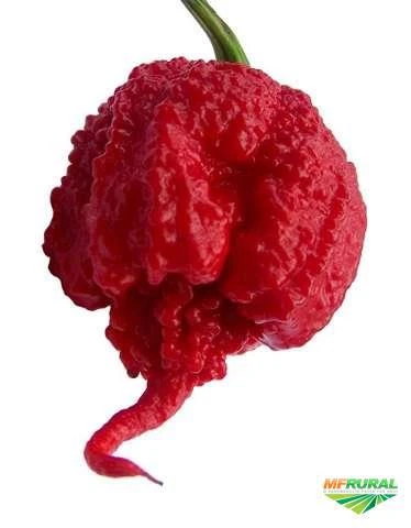 Kit 50 Sementes de Pimenta Carolina Reaper