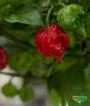 Kit 50 Sementes de Pimenta Carolina Reaper