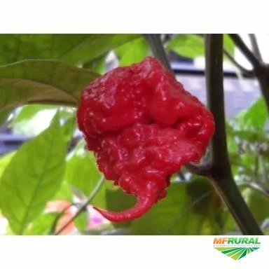 Kit 50 Sementes de Pimenta Carolina Reaper