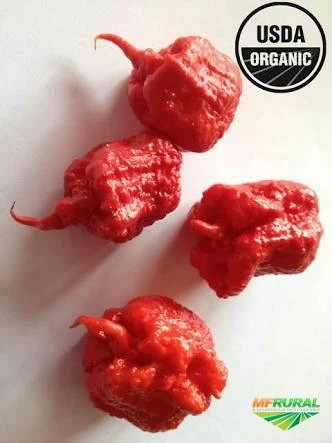 Kit 50 Sementes de Pimenta Carolina Reaper