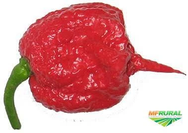 Kit 50 Sementes de Pimenta Carolina Reaper