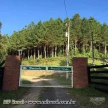 FAZENDA  EM RIO DOS CEDROS (ALTO CEDROS km 23) SC - COM 385 HA - COM 130 MIL ÁRVORES DE PÍNUS TAEDA