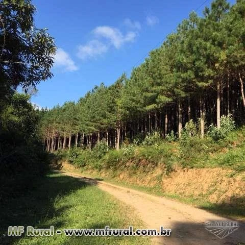 FAZENDA  EM RIO DOS CEDROS (ALTO CEDROS km 23) SC - COM 385 HA - COM 130 MIL ÁRVORES DE PÍNUS TAEDA