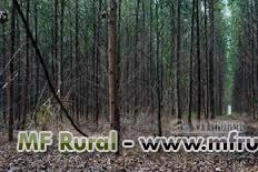 Vendo eucalipto Imagem Vendo eucalipto